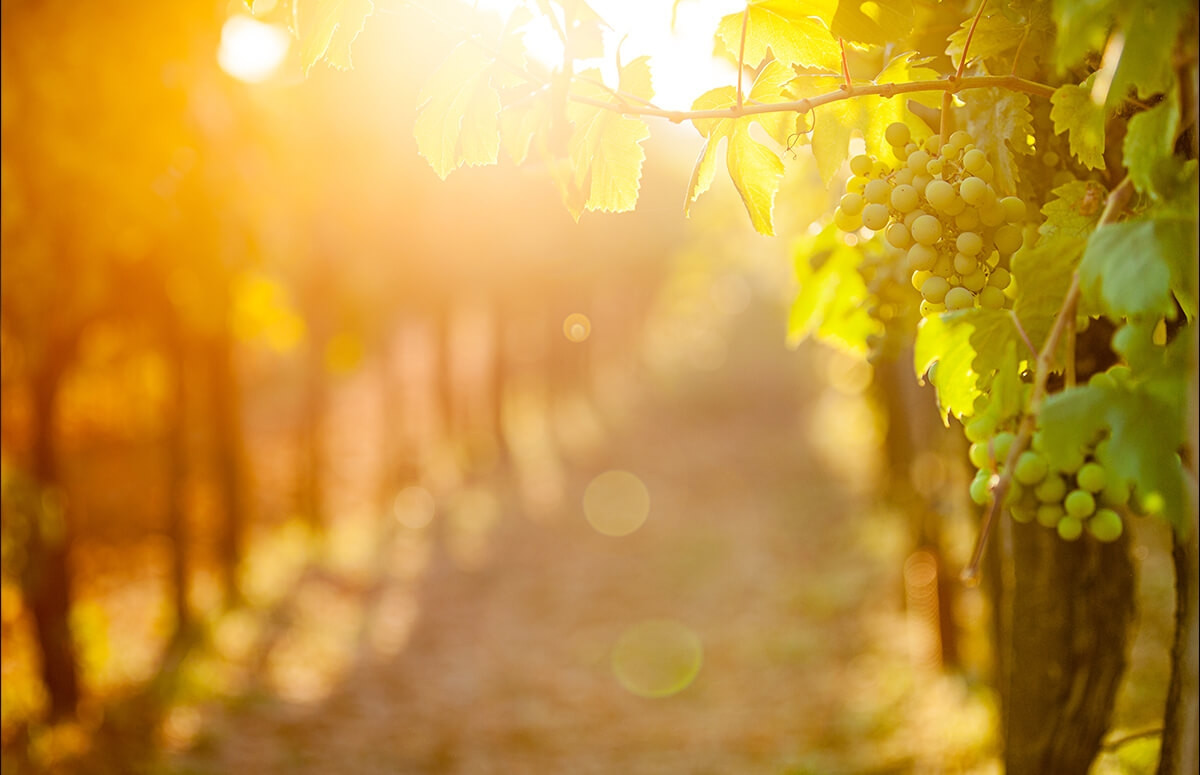 Winnica na Mazowszu - Zwiedzanie połączone z degustacją wina