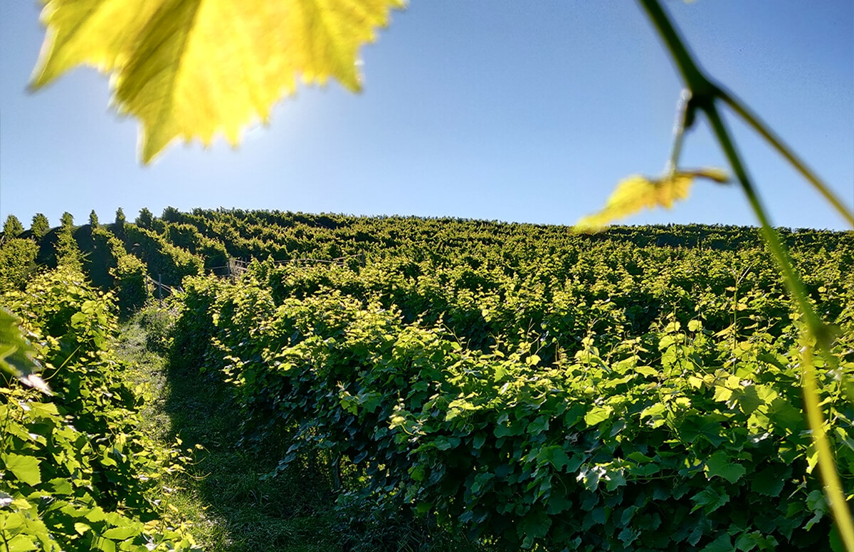 Zwiedzanie  - Wzgórza Trzebnickie