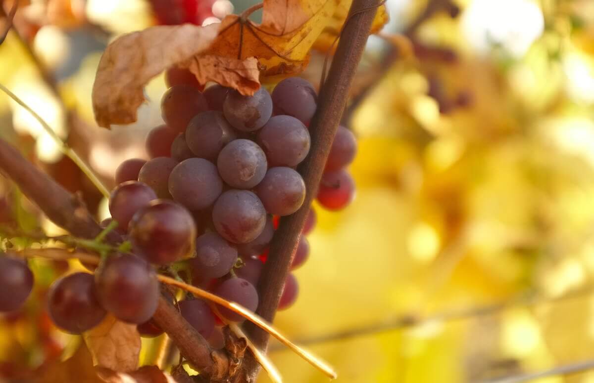 Zwiedzanie winnicy z degustacją wina 