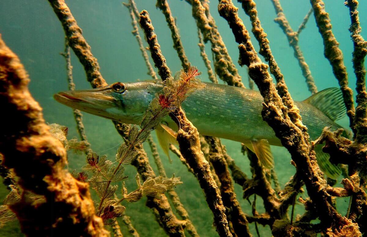 Fauna widoczna podczas nurkowania w podwodnym kamieniołomie