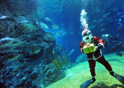 Nurkujący Mikołaj Nurkujący Mikołaj